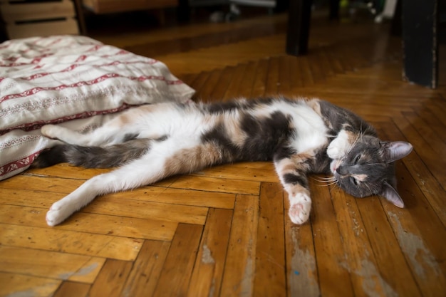 Foto die katze schläft auf dem rücken auf dem boden und versucht, der sommerhitze im haus zu entkommen