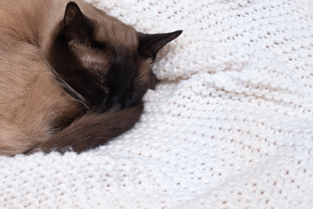 Die Katze schläft auf einer weißen Strickdecke