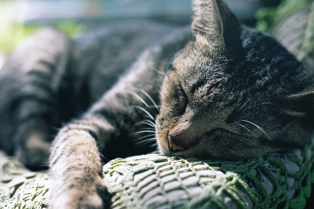 Die Katze schläft bequem im Bett.