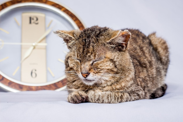 Die Katze schläft in der Nähe der Uhr. Die Uhr zeigt die Zeit an, zu der Sie aufwachen möchten