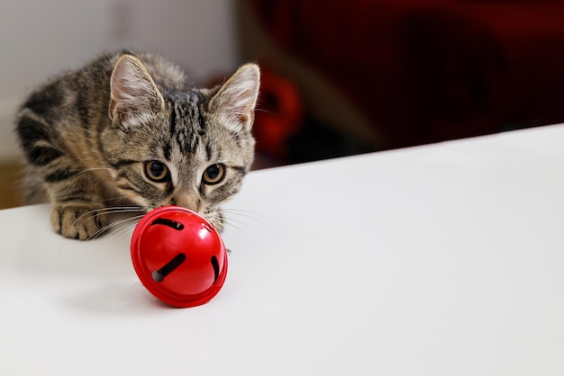 Die Katze schnuppert an einer roten Weihnachtsglocke