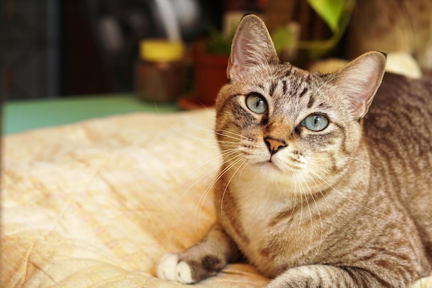 Die Katze sieht so süß aus, wenn sie so aussieht