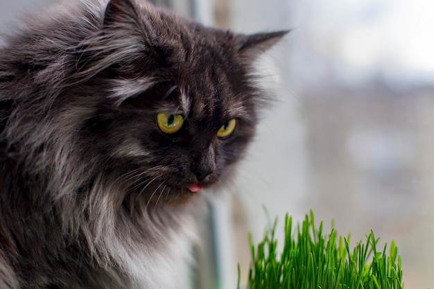 Die Katze sitzt am Fenster und frisst das Gras