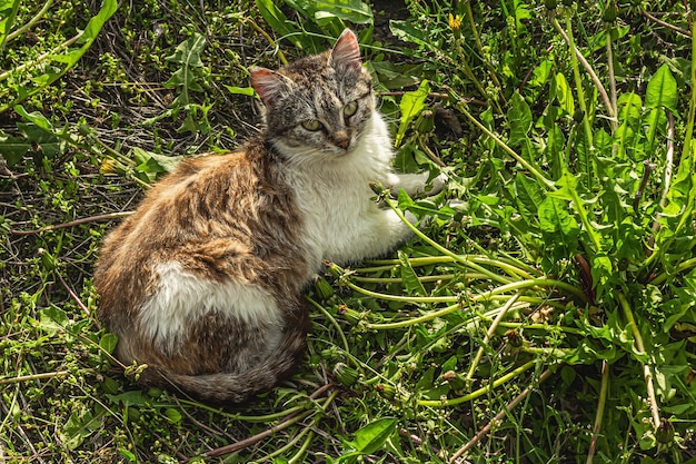 Die Katze sitzt auf der Straße Hauskatze ging im Garten spazieren Die Katze stellt