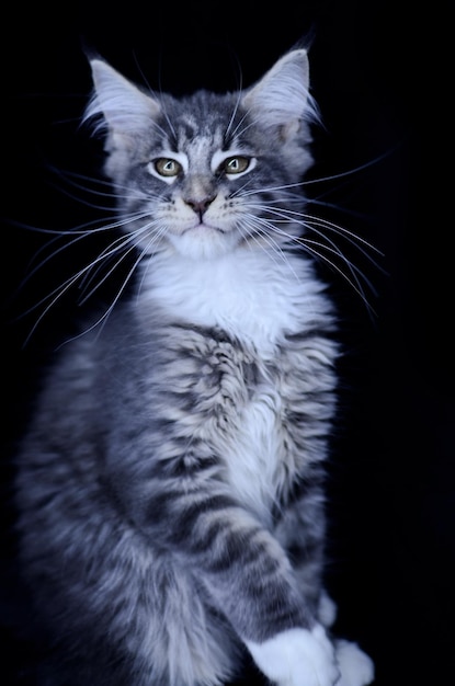 Die Katze sitzt auf einem grauen Maine Coon-Hintergrund.