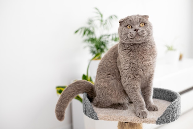 Foto die katze sitzt auf einem katzenbaumstumpf und schaut in die kamera