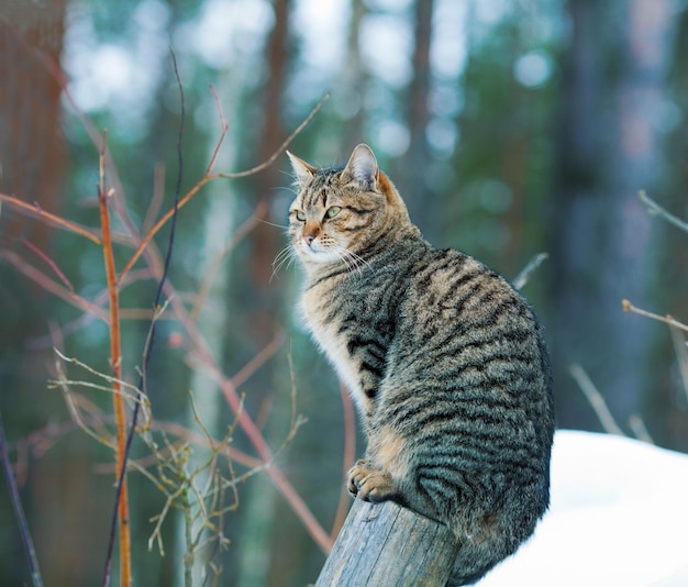 Die Katze sitzt auf einer Holzstange im Wald