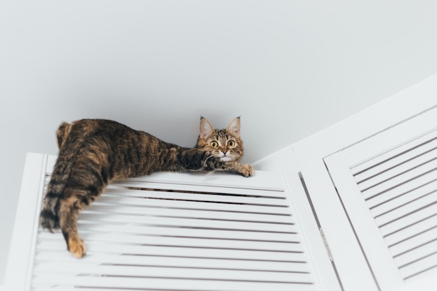 Foto die katze sitzt fest und sitzt an der tür des schranks