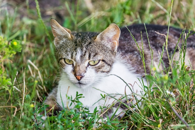 Die Katze sitzt im Gras und verfolgt die Beute