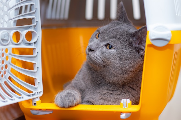 Die Katze sitzt in einem Tierträger. Haustier. Transport von Tieren. Tiertransport. Die Sicherheit eines Haustieres.