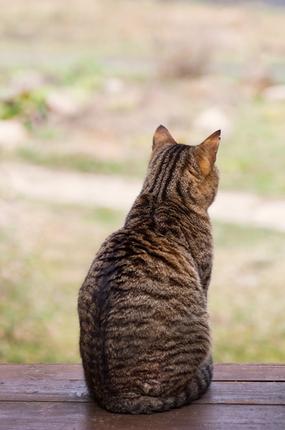 Die Katze sitzt mit dem Rücken und ist traurig