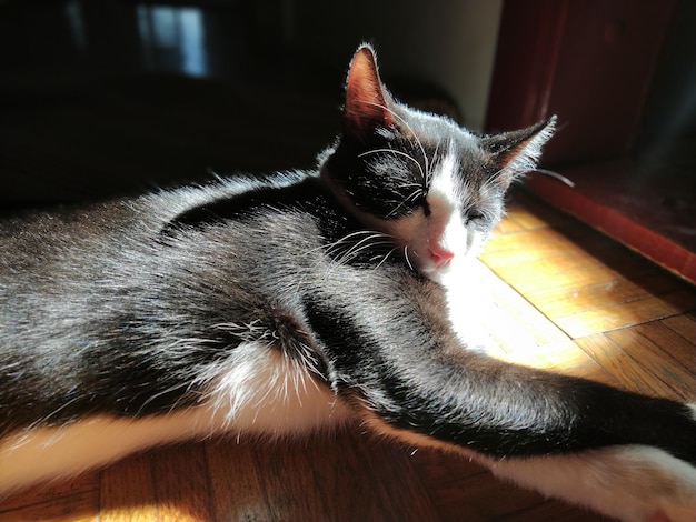 Die Katze sonnt sich in der Sonne. Ein junges schwarz-weißes Haustier liegt in der tiefstehenden Sonne auf dem Boden. Das Kätzchen hat die Augen geschlossen und genießt. Er hat die Ohren gespitzt und kontrolliert, was um ihn herum passiert