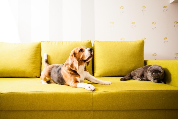 Die Katze und der Hund liegen auf dem grünen Sofa