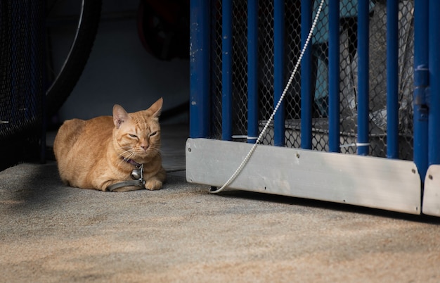 Die Katze war angebunden.