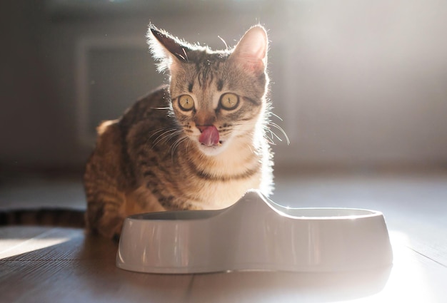 Die Katze zu Hause auf dem Boden isst Essen aus einer Schüssel im Hintergrundlicht