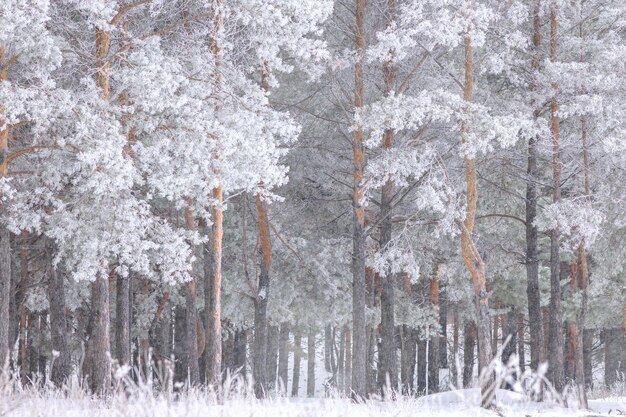 Foto die kiefern im wald sind mit frost und schnee bedeckt. neujahr, weihnachten.