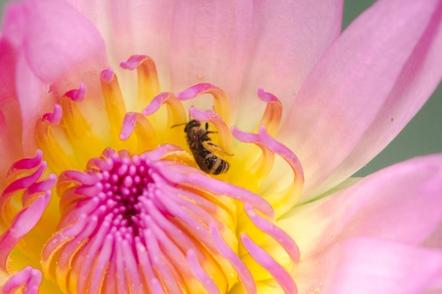 Die kleine Biene ernährt sich vom Nektar des blühenden lila Lotus.