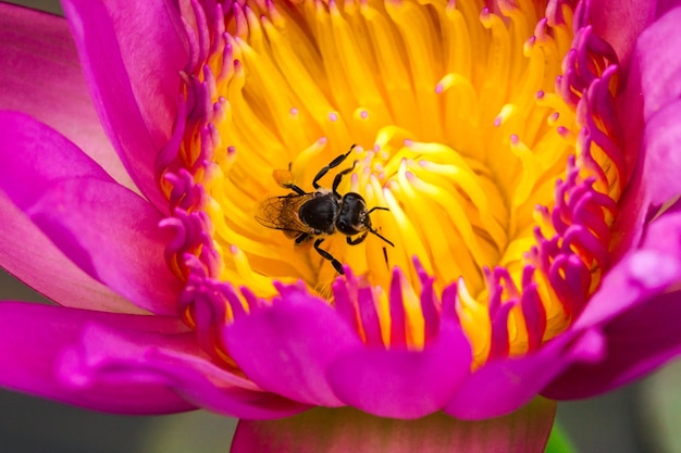 Die kleine Biene ernährt sich vom Nektar des blühenden lila Lotus.