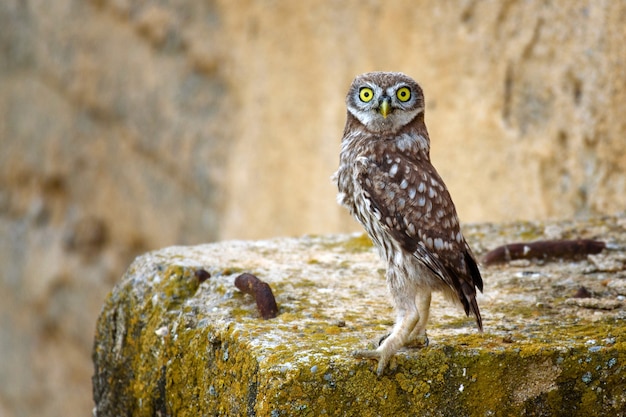 Die kleine Eule (Athene noctua) steht und schaut