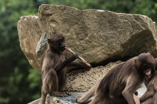 Die kleine Gelada spielt Flöte auf einem Felsen im Zoo