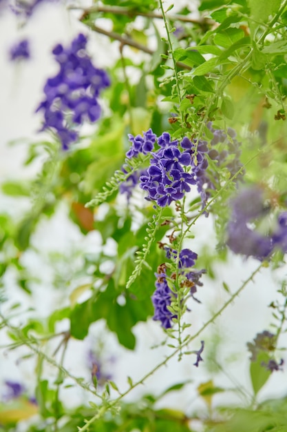 Die kleine purpurrote Blume beim Blühen