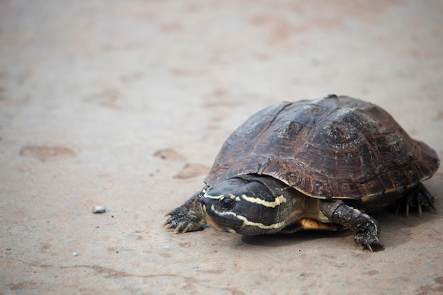 Die kleine Schildkröte geht auf einer Betonstraße