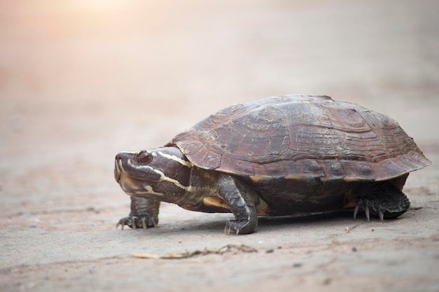 Die kleine Schildkröte geht auf einer Betonstraße