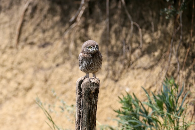 Die kleinen Eulenküken in verschiedenen lustigen Situationen nach dem Verlassen des Nestes. Sie studieren neugierig die Welt um sich herum.