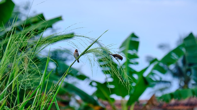 Die kleinen Schätze der Natur. Spatzen thront auf Weedy Stielen