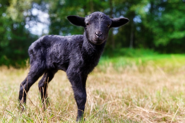 Die kleinen schwarzen Babyziegen auf der Wiese.