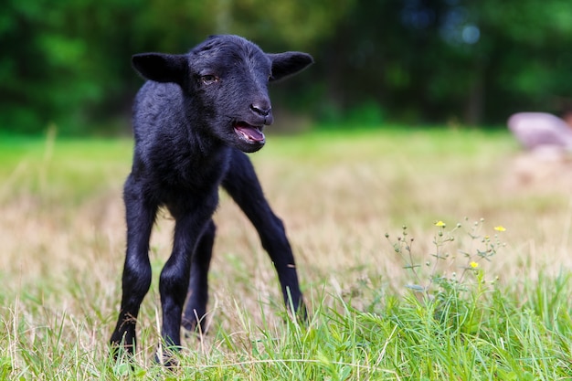 Die kleinen schwarzen Babyziegen auf der Wiese.