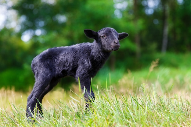 Die kleinen schwarzen Babyziegen auf der Wiese.