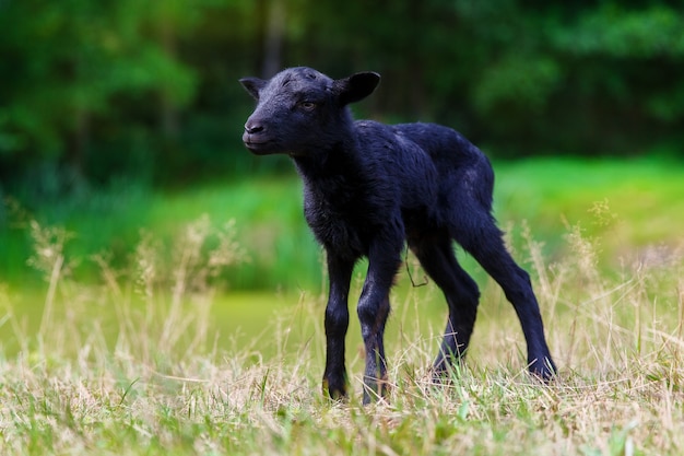 Die kleinen schwarzen Babyziegen auf der Wiese.