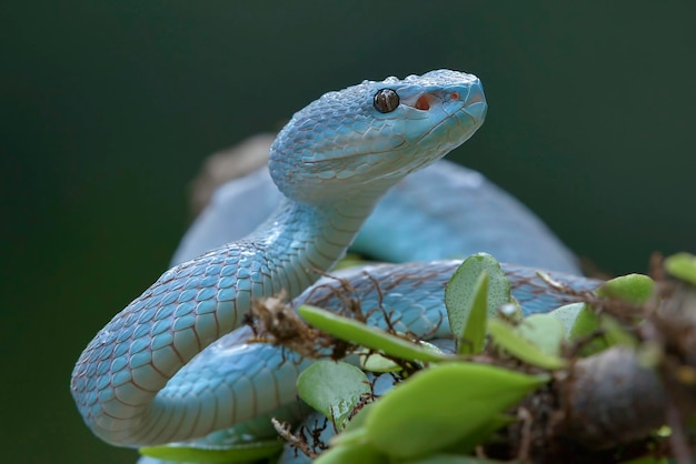 Die kleinere Sunda-Viper auf einem Ast