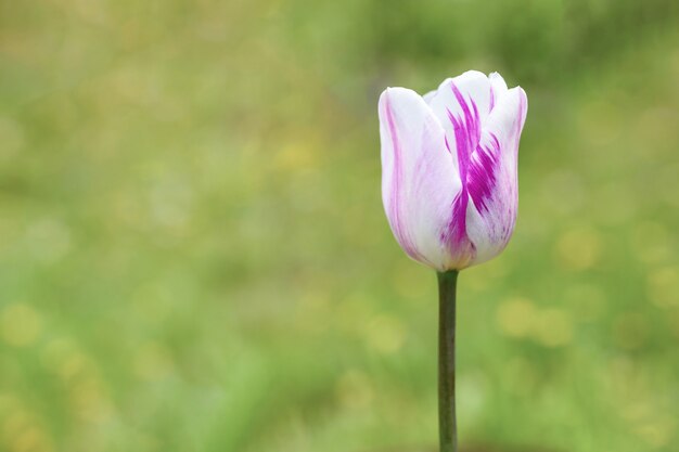 Die Knospe einer weißen lila Tulpenblume in voller Blüte nah oben auf verschwommenem grünem Gras.