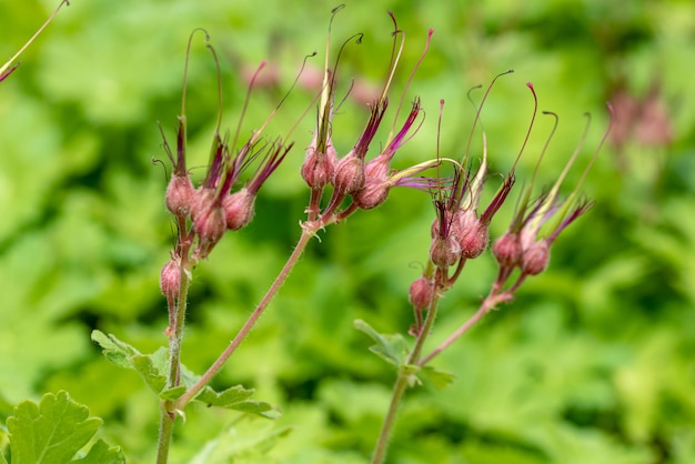 die Knospen der Geranienblume, Geranien, Storchschnäbel