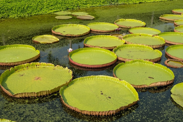 Die königliche Seerose Es ist eine riesige Wasserpflanze, die natürlich im Amazonasgebiet von Brasilien wächst