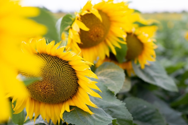 Die Köpfe einer blühenden Sonnenblumen Schöner heller Hintergrund