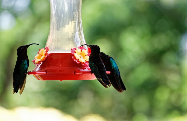 Die Kolibris colibris auf der Insel Martinique