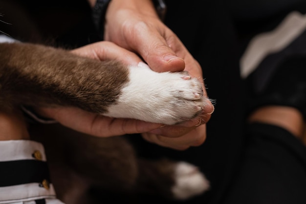 Foto die kraft der pfoten stärkt emotionale verbindungen