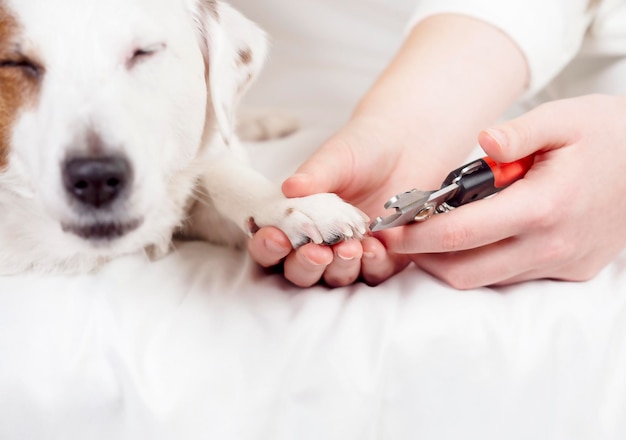 Die Krallen des Hundes werden getrimmt Der Hund bedeckte seine Augen vor Vergnügen Haustierpflege