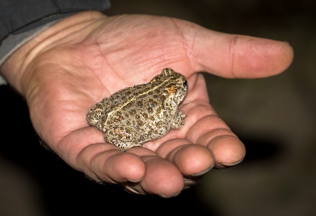 Die Kreuzkröte Bufo Calamita, eine kleine Kröte, die in der Hand eines Mannes sitzt.