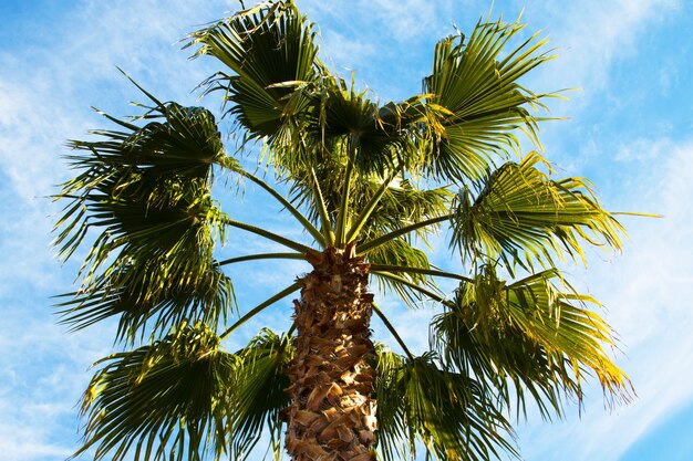 Die Krone einer Palme vor blauem Himmel. Das Konzept des Urlaubs in tropischen Ländern, Urlaub am Meer