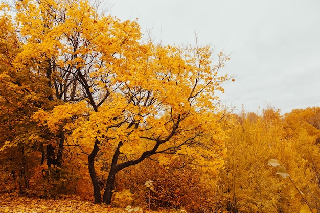 Die Kronen der Herbstbäume im Sonnenlicht. Herbstbaumzweige. Herbst Hintergrund