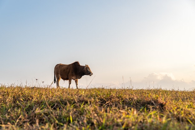 Die Kühe auf der Wiese fressen Gras