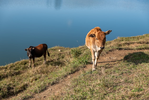 Die Kühe auf der Wiese fressen Gras