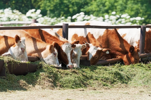 Die Kühe fressen vor dem abendlichen Melken Silagefutter