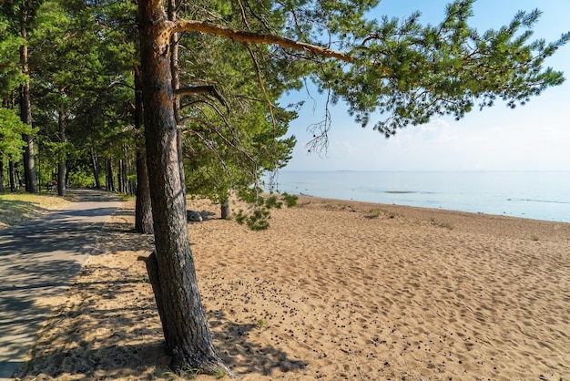 Die Küste des Finnischen Meerbusens in der Nähe des Dorfes Komarowo Sankt Petersburg