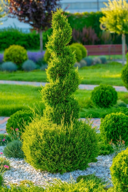 Die Kugeln der Natur feiern die Anziehungskraft von Thuja in Kugelform