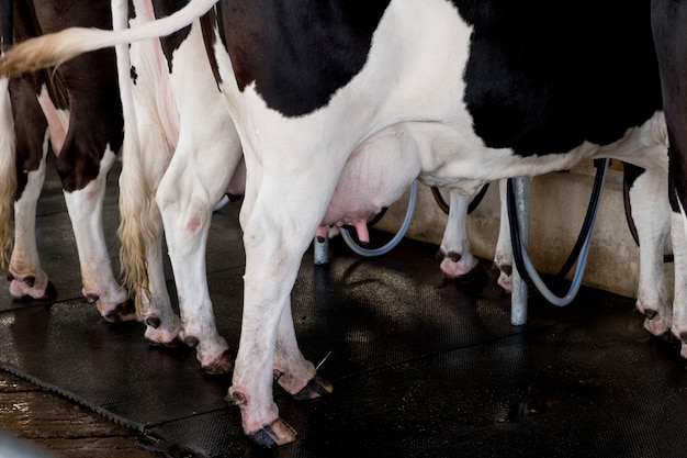 Die Kuh gibt viel Milch